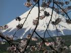「桜と富士山と岳南電車」