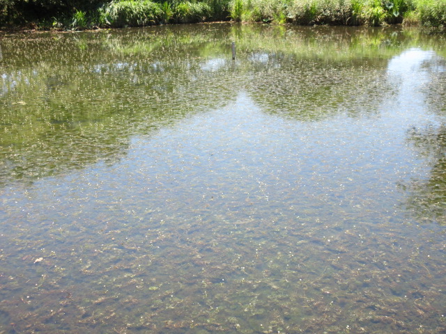 浮島沼つり場公園のトンボの環境整備状況。