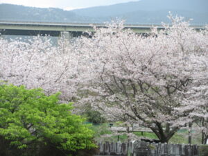 「散る桜残る桜も散る桜」を想う。