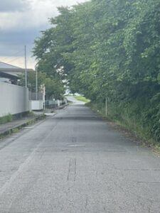 沼川沿いの桜の枝打ち要望