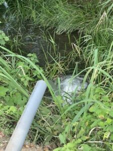 浮島沼つり場公園の井戸から自噴。